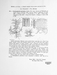 Nematostoma parasiticum image